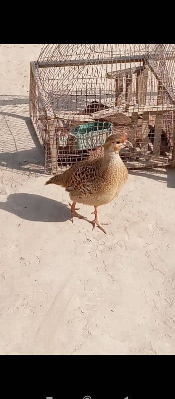 white bentam with chicks 2