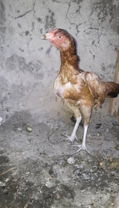 Peela Aseel Madi