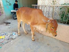 3 female