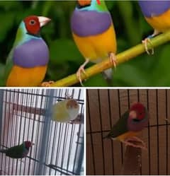 Birds