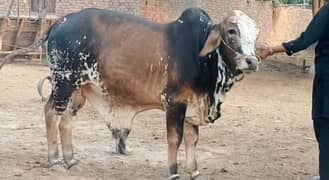 3 heavy cows