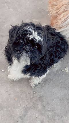 shih