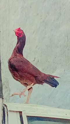 Exchange with other birds