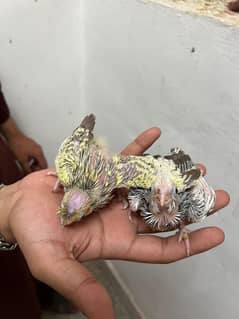 cocktail chicks