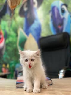 persian kitten