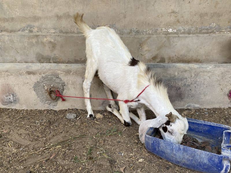 2 Daant Bakra Available 3