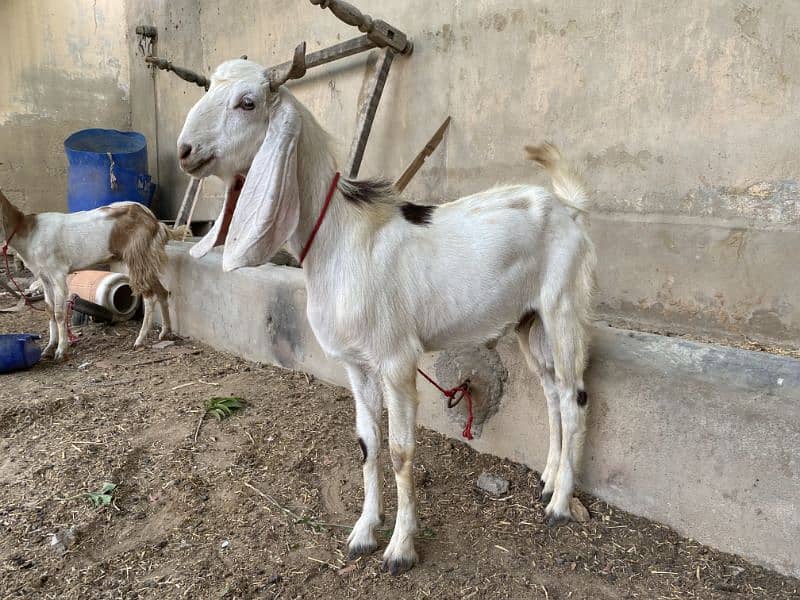2 Daant Bakra Available 4
