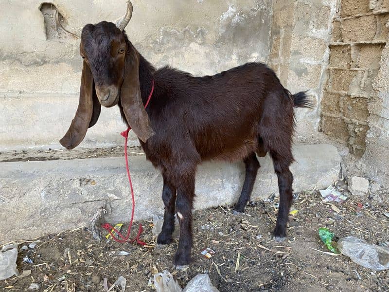 2 Daant Bakra Available 5