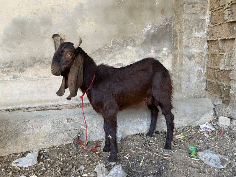 2 Daant Bakra Available 6