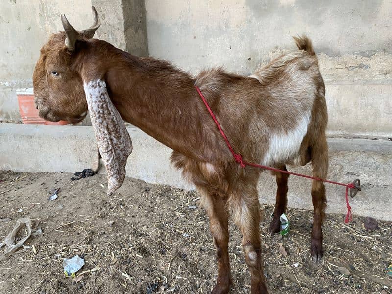 2 Daant Bakra Available 7