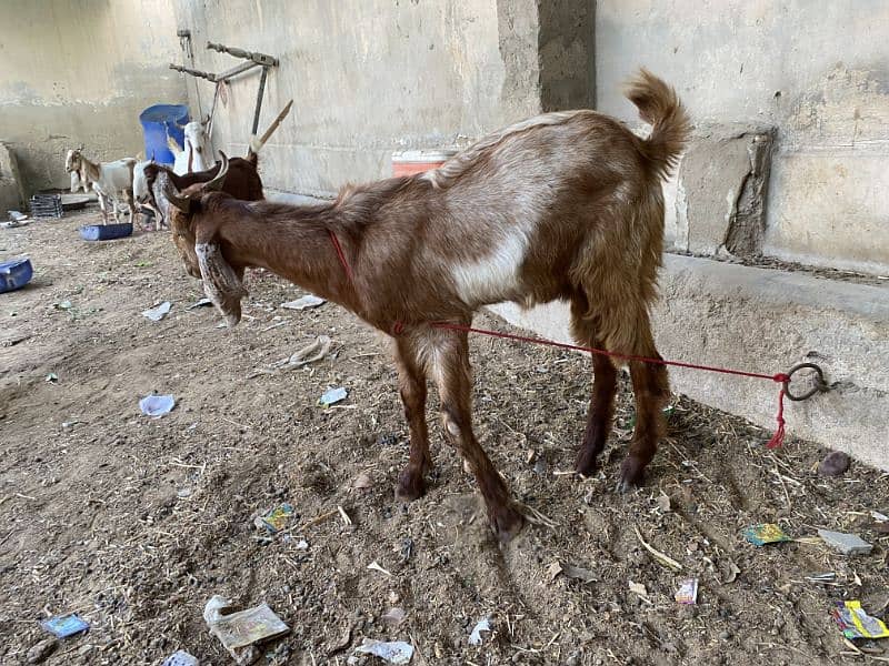 2 Daant Bakra Available 8