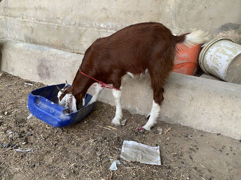 2 Daant Bakra Available 9