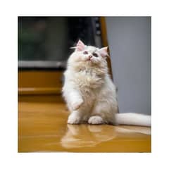 Persian kitten cats