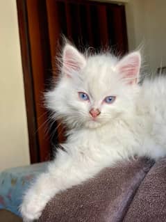 Doll face Persian kitten’s and cat’s