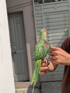 Raw parrot