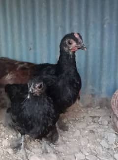 Bantum