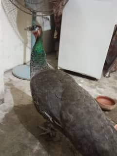 blue sholder breeder female