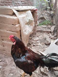 Sindhi Aseel hen
