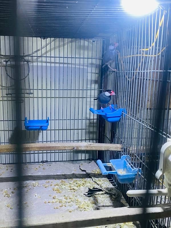 Java finche grey and white (breeder pair) 1