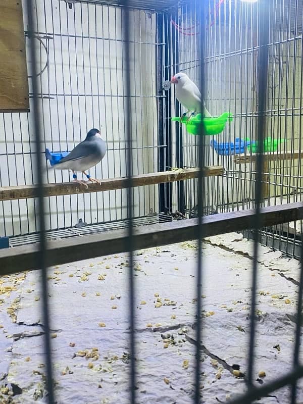 Java finche grey and white (breeder pair) 7