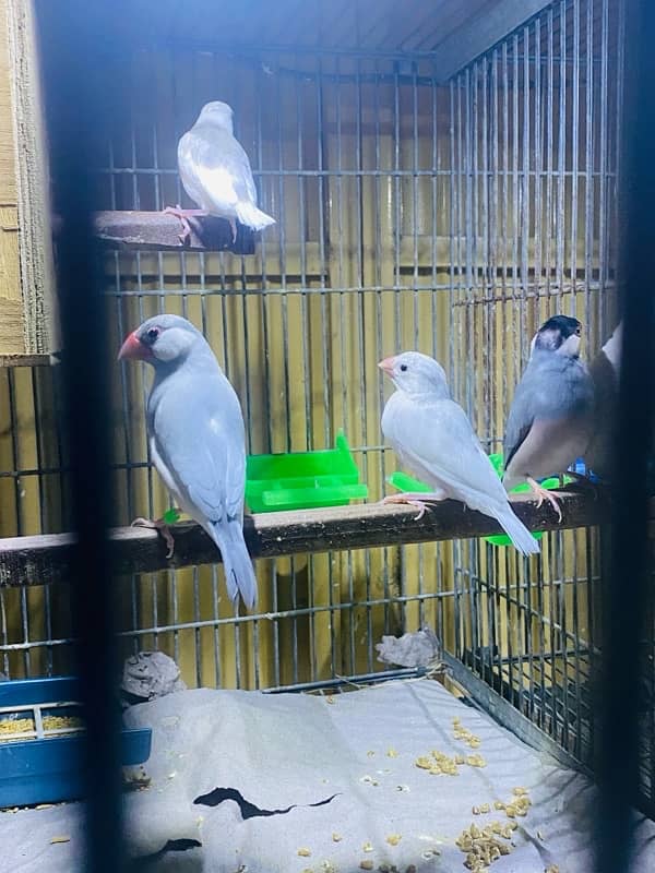 Java finche grey and white (breeder pair) 9