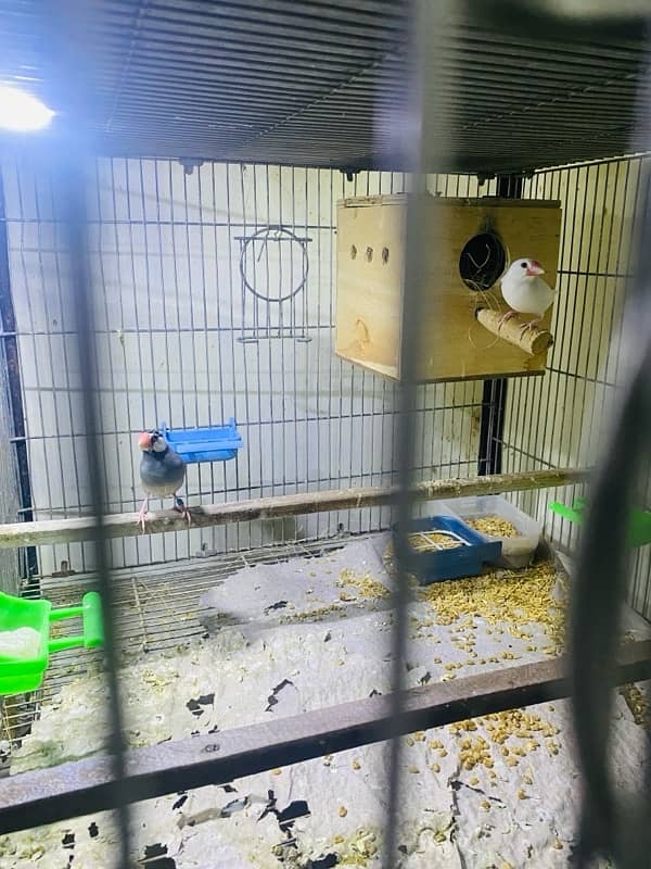 Java finche grey and white (breeder pair) 10