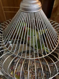 Elexender parrot pair
