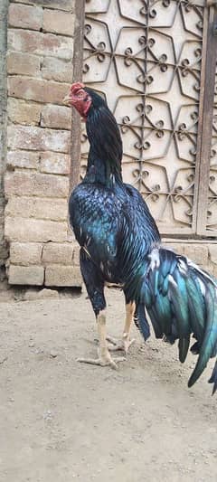aseel thai cross pathA for sale