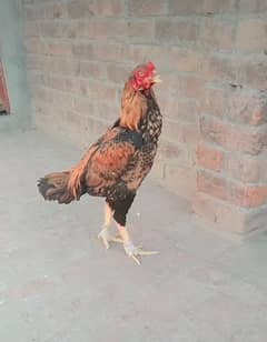 ASEEL