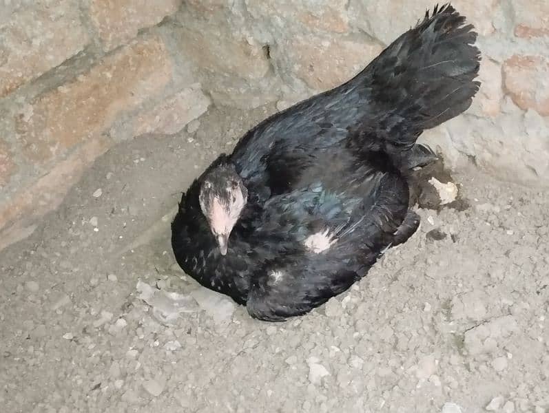 kurak madi for sale 1