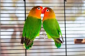 love