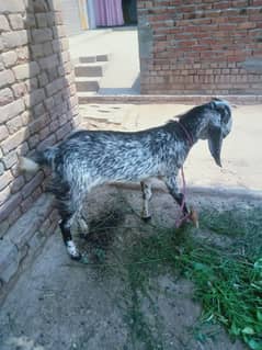 goat for sale