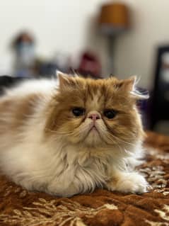 Persian Piki cat!