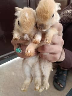 Rabbits for Sale