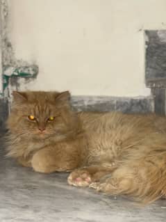 Persian Punch Face cat for Sale