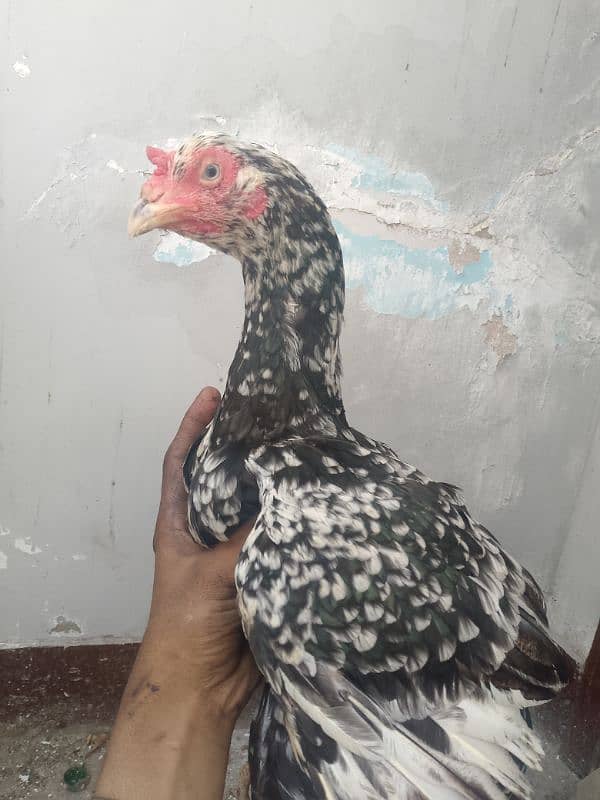 bhot aseel murgi ha 0