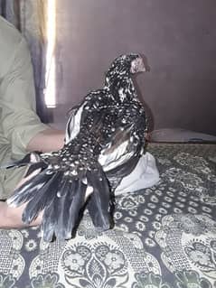 Mianwali aseel