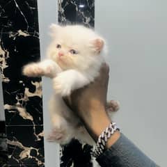 Persian semi punch face kittens