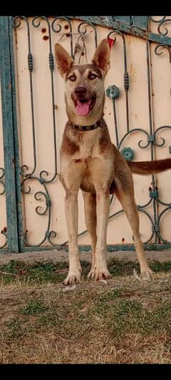 Alsatian
