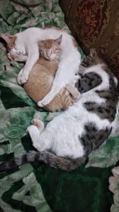 Stray Cats for adoption
