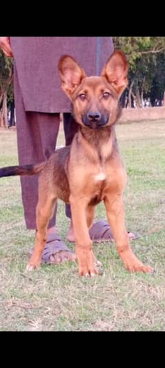 Alsatian