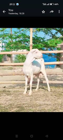 pure teda bakra for sale in Islamabad