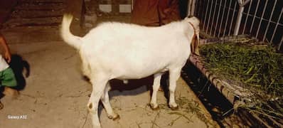 makhi china jori