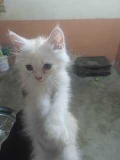 Persian cat kid 03052783643