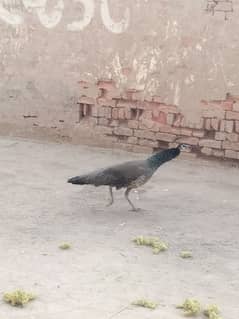 moor bilkul active hai koi masla nhi hai