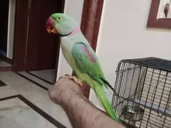 Pahari