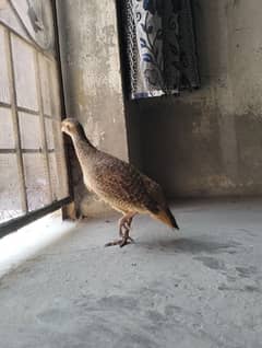 2 nar pathy teeter for sale