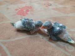 Beautiful Raw Kashmeri Chicks