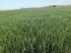 100 Kanal Agricultural land sale from Multan 50 km