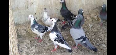 pigeon